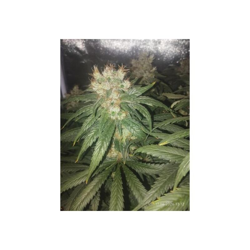 Bubble Gum Sherbet, Фасовка: 3+1, изображение 4